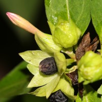 Mirabilis jalapa L.